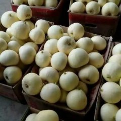 山东费县早雪甜瓜假一赔十