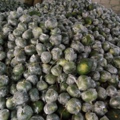 广西供应日本小南瓜