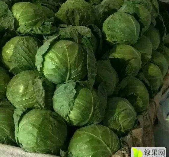 2016年河北永年中甘21甘蓝价格