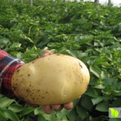 河南洛阳目前种植大棚土豆数万亩