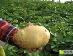 河南洛阳目前种植大棚土豆数万亩