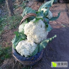 河南博爱花菜大量上市！