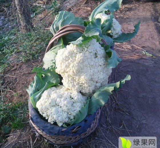 2016年河南博爱白面青梗松花菜价格