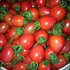 2016寿光圣女果现在订货有惊喜