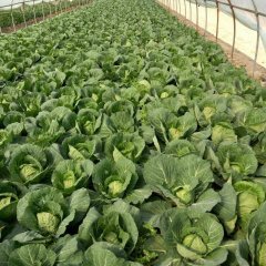 江苏沛县美味甘蓝著名品牌