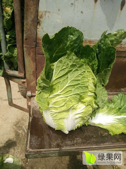 2016年河南新野菊锦价格