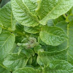 新野荷兰土豆即将上市，欢迎各地客商前来订购