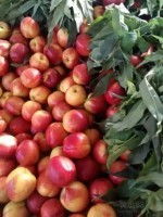 凌海本地种植油桃已有20年