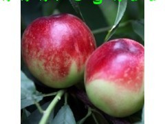 陕西大荔中油12号油桃价格油桃上市行情