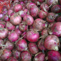 2016汝州本地洋葱即将上市