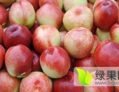 2016砀山油桃俏销大江南北，5月初大量上市