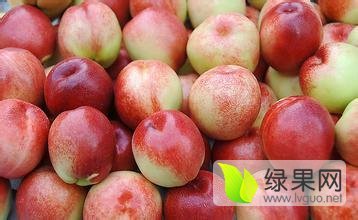 2016砀山油桃俏销大江南北，5月初大量上市