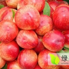 大荔两宜周建忠4月油桃蜜桃