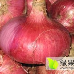 河南通许红皮洋葱名扬天下
