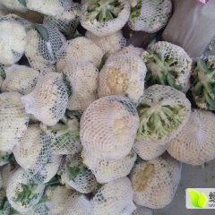 东昌府沙镇刘鹏4月白面青梗松花菜菜花