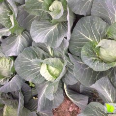 铜山甘蓝价格适宜运城杜长成诚信合作