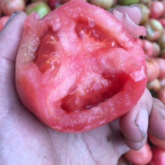 江苏哪里有西红柿种植基地 沭阳4月硬粉西红柿