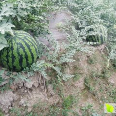 2016盈江甜王系列西瓜4月上市