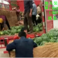 山东优质坊子京欣西瓜上市