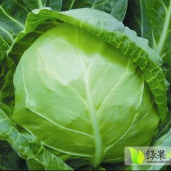 河北献县中甘21甘蓝品质优良