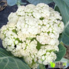 河北献县白面青梗松花菜菜花随行就市