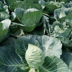 2016嘉鱼甘蓝品质优好，欢迎来点咨询