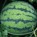 安丘市郚山镇金元宝果蔬种植专业合作社