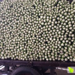 永年芹菜绿色无公害南大堡