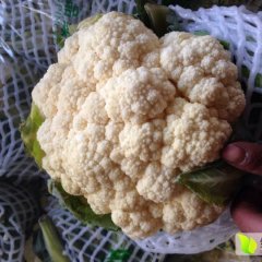 永年菜花大量南大卜许先生