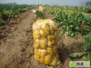 山东滕州荷兰十五土豆名扬天下