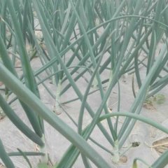 陕西武功千亩西北农大新品种，杨星早丰即将上