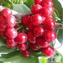 平度大樱桃大量上市，品质优价格低