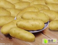 2016年山东滕州荷兰十五价格