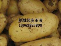 肥城桃园王波大棚荷兰十五土豆大量上市