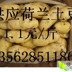 肥城土豆现已大量上市，品种为荷兰十五