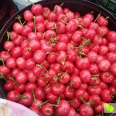 山东安丘红灯樱桃口感爽口