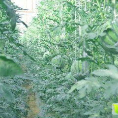 西昌黄联绿色天然无公害8424吊袋西瓜