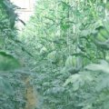 西昌黄联绿色天然无公害8424吊袋西瓜