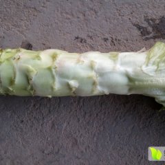 河北饶阳大量莴笋上市质量好价格合理