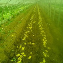 山东肥城本地土豆白菜种植面积比较大