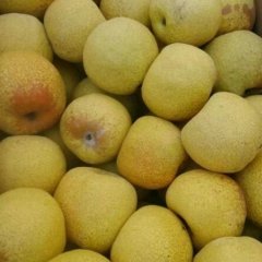 安徽砀山酥梨价格适宜
