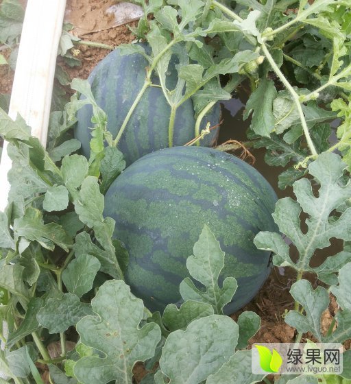 麒麟西瓜价格