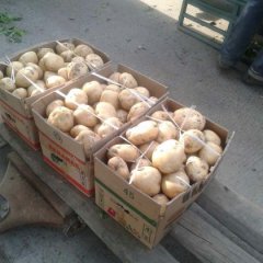 洛阳土豆种植基地种植规模上万亩