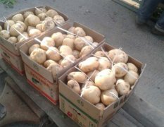 洛阳土豆种植基地种植规模上万亩