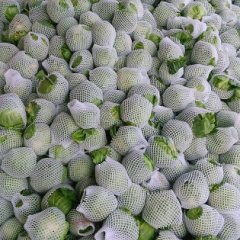 三原甘蓝香甜可口,鲁桥郭海诚信合作