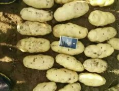滕州界河陈超4月荷兰十五土豆