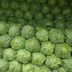 曲周甘蓝球形好，颜色绿，天气好，价格下降