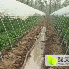 泗水杨柳张有刚4月荷兰十五土豆