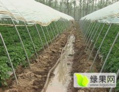 泗水杨柳张有刚4月荷兰十五土豆