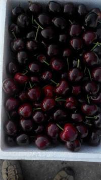 山东平度美早樱桃欢迎合作